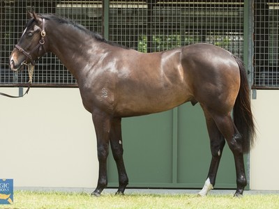 A-List Stud’s Chris Lee On Their Draft for Magic Millions’ 2 ... Image 3
